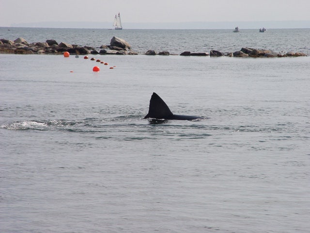 Great White Shark off Cape Cod.jpg